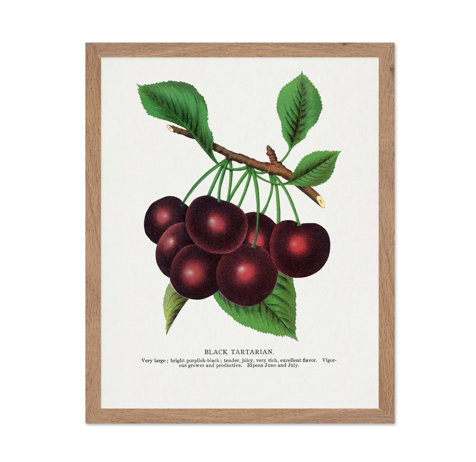 Vintage Cherry Cluster