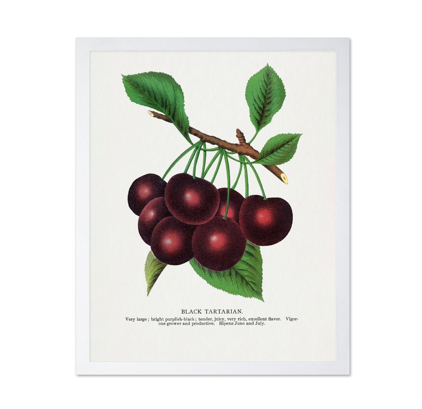 Vintage Cherry Cluster