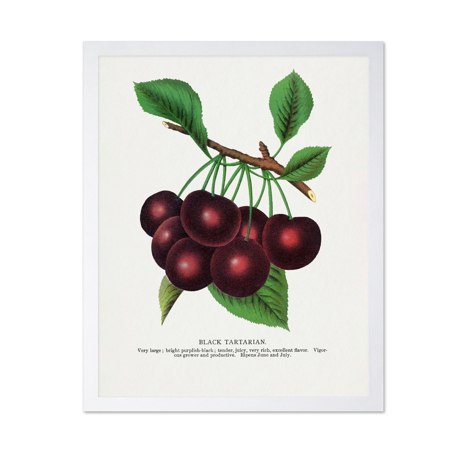Vintage Cherry Cluster