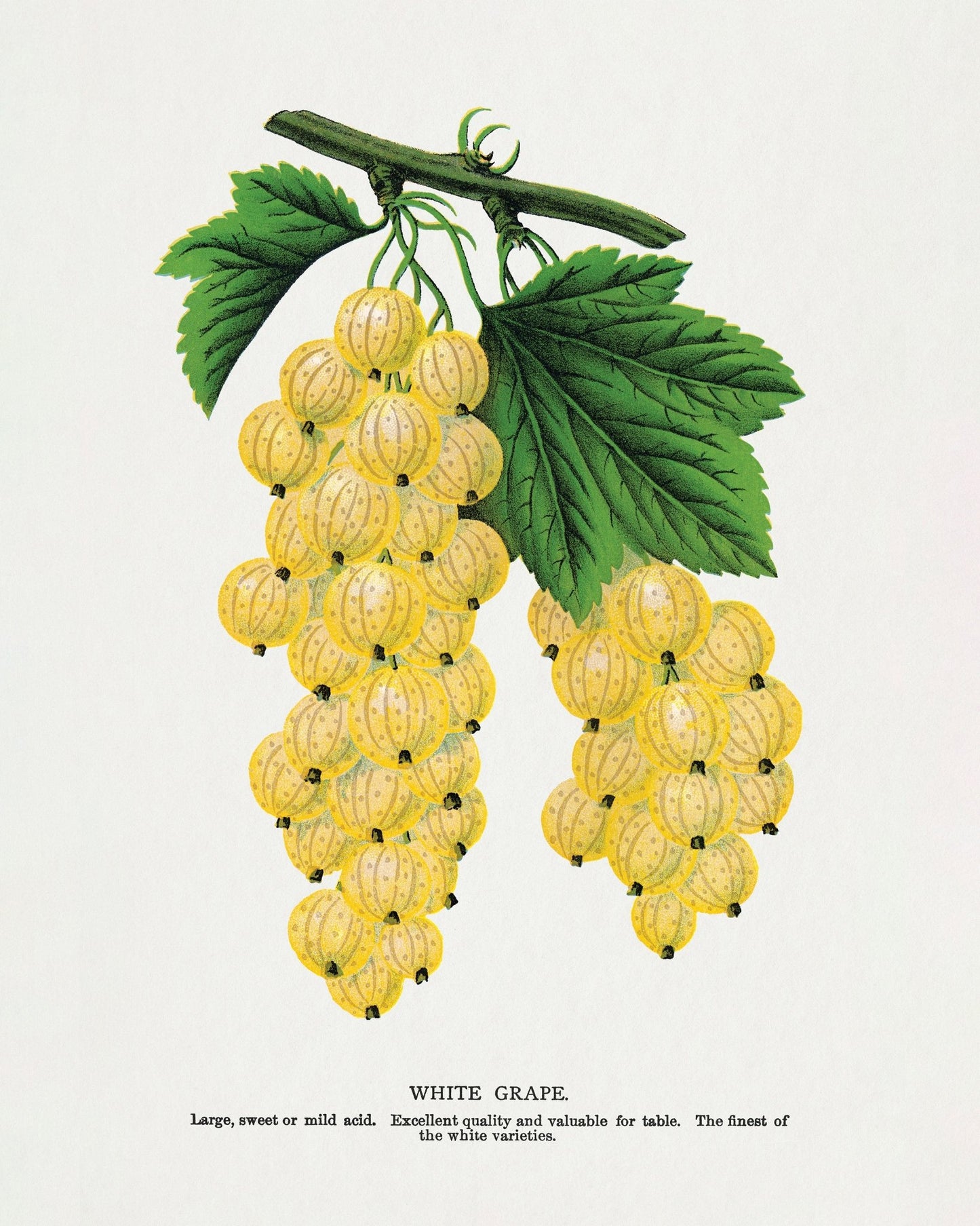 Vintage White Grapes