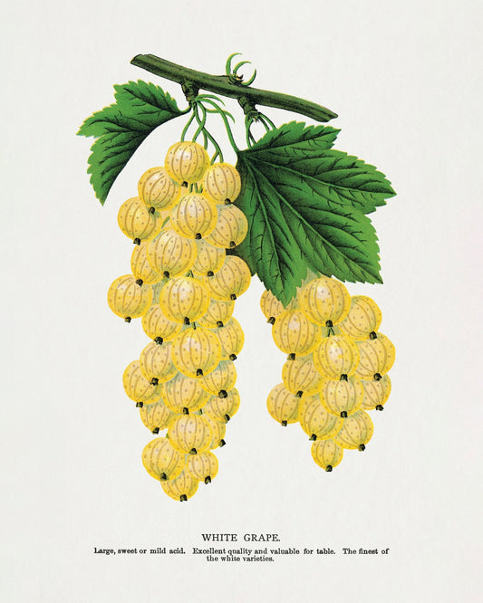 Vintage White Grapes