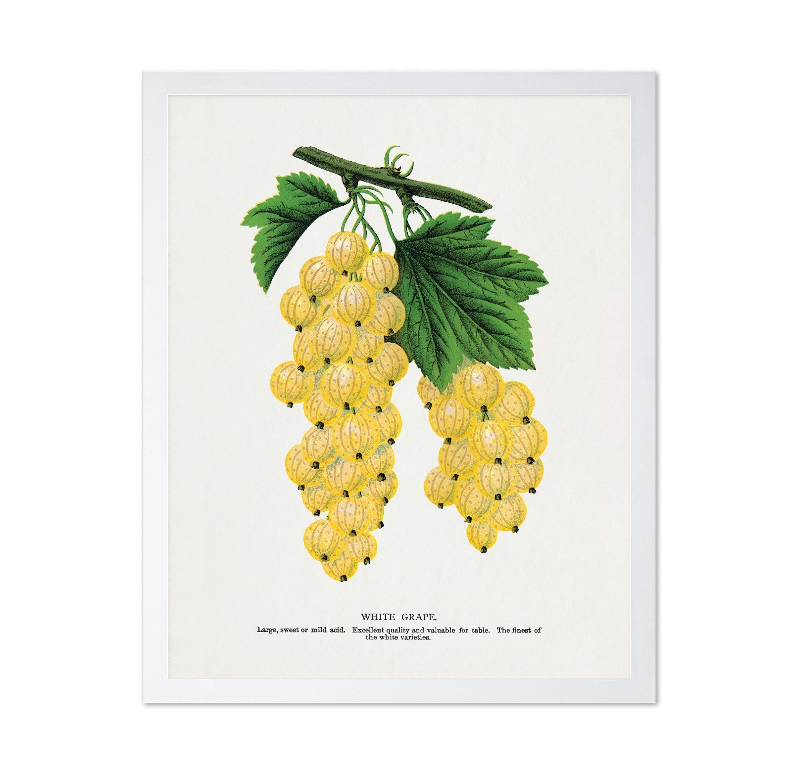 Vintage White Grapes