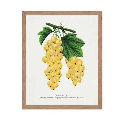 Vintage White Grapes