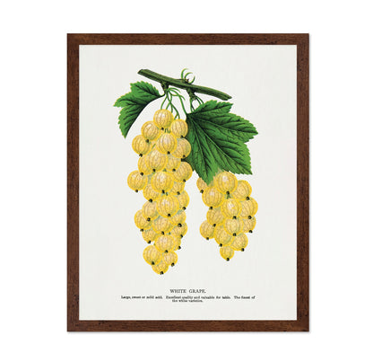 Vintage White Grapes