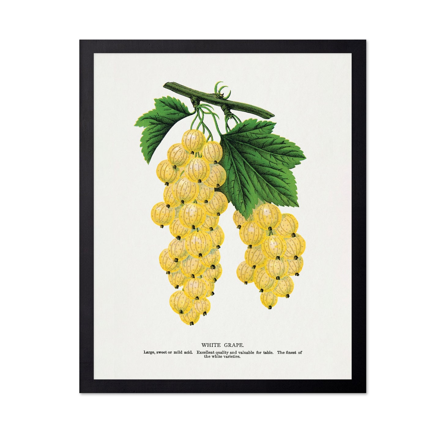 Vintage White Grapes