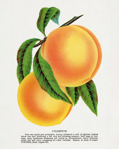 Vintage Peach Illustration