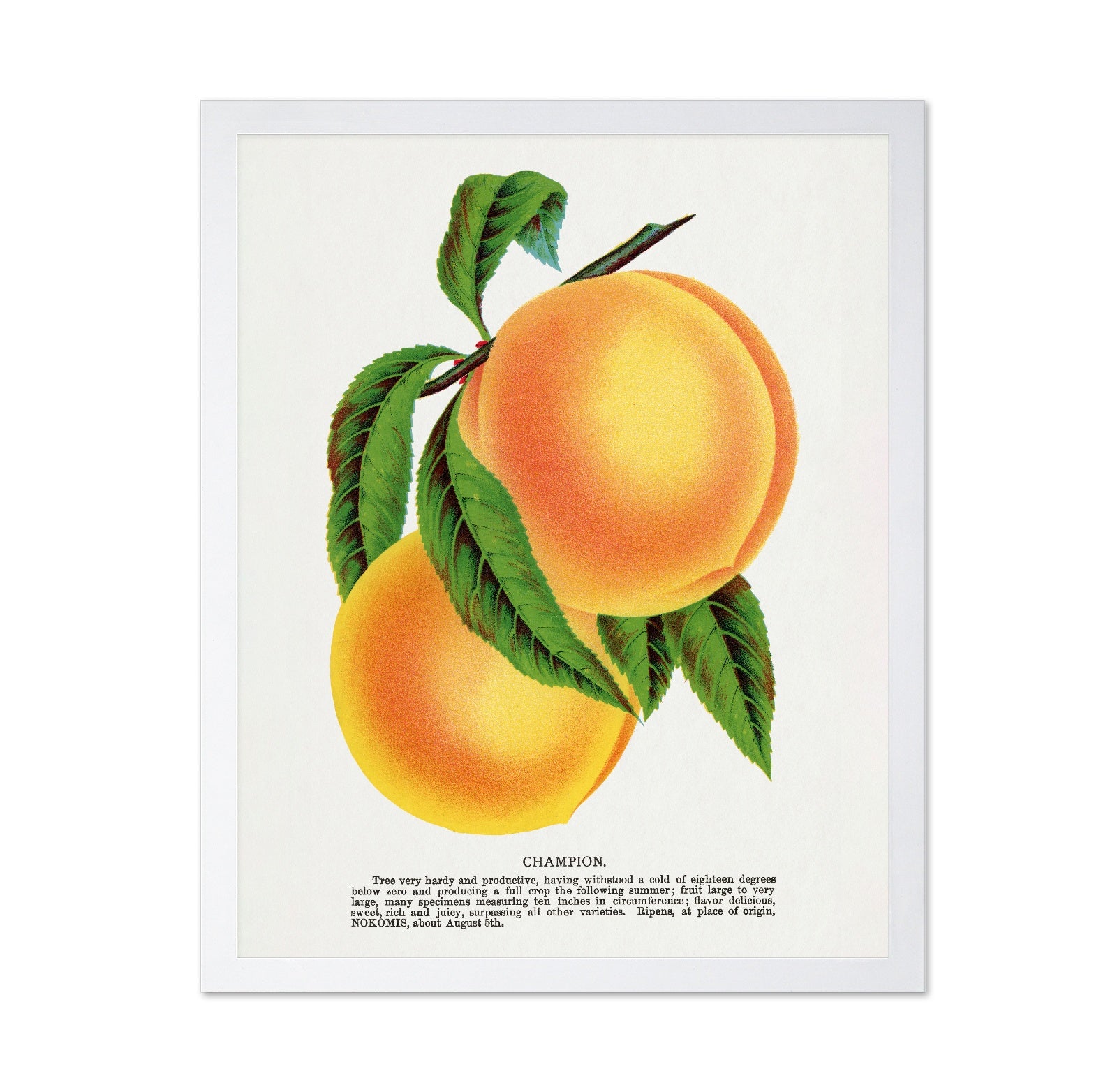 Vintage Peach Illustration