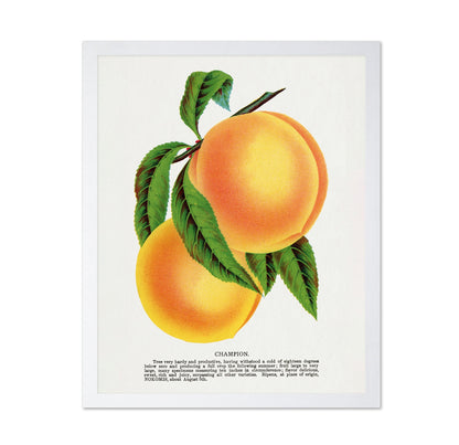 Vintage Peach Illustration