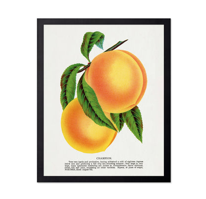Vintage Peach Illustration