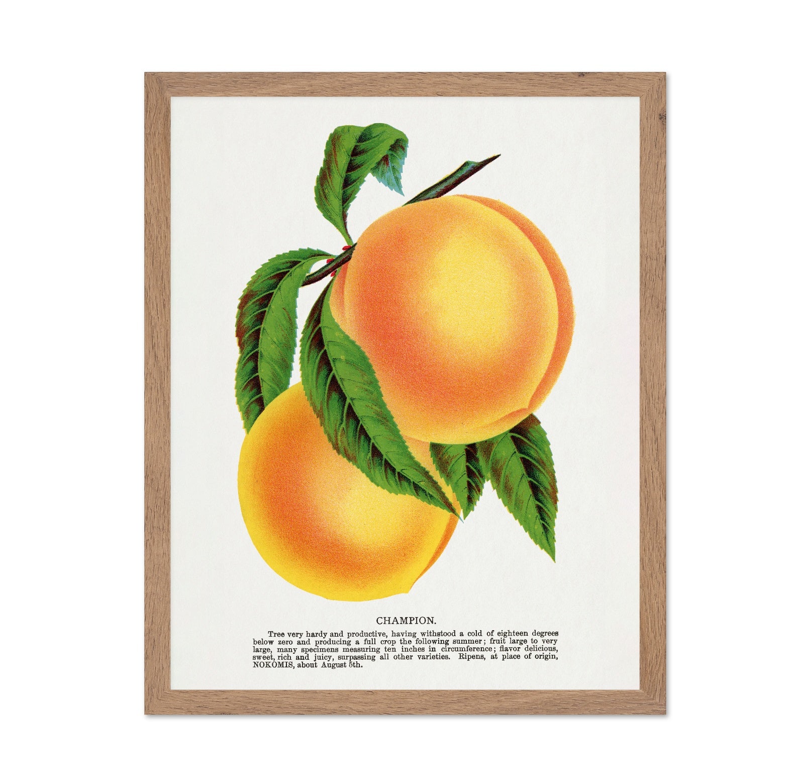 Vintage Peach Illustration