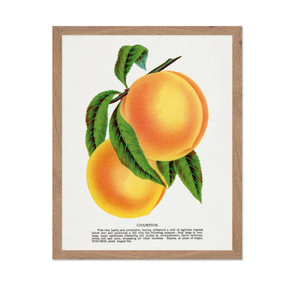Vintage Peach Illustration