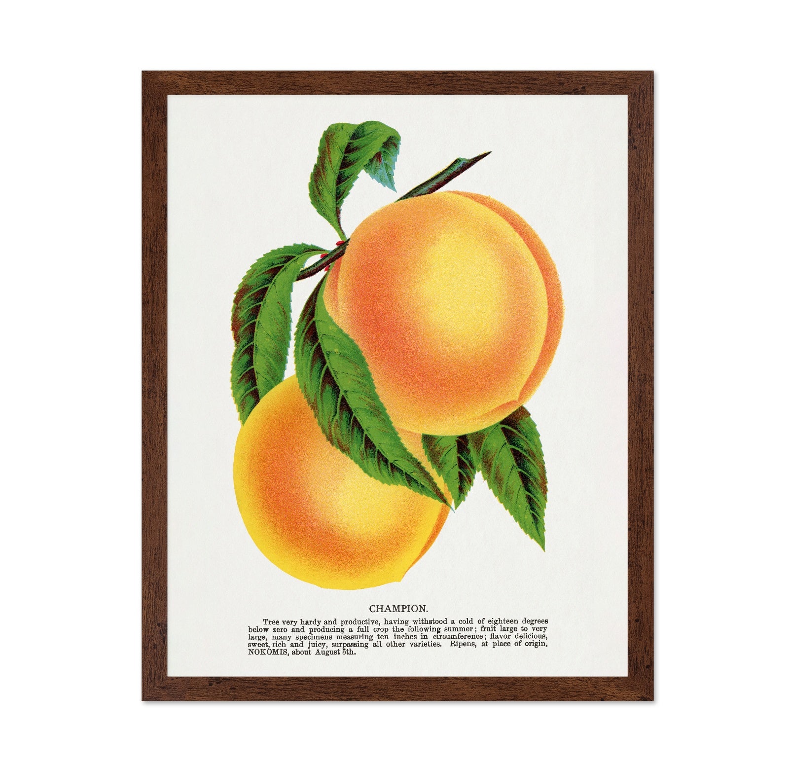 Vintage Peach Illustration