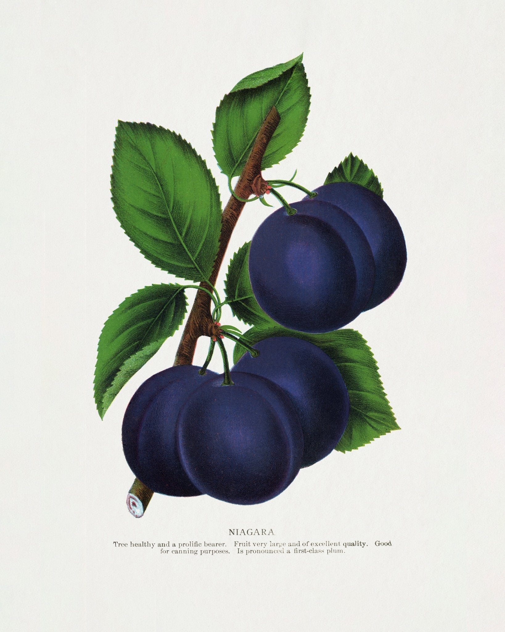 Vintage Plum Illustration