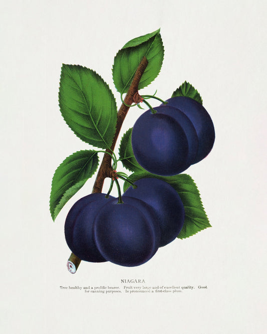 Vintage Plum Illustration