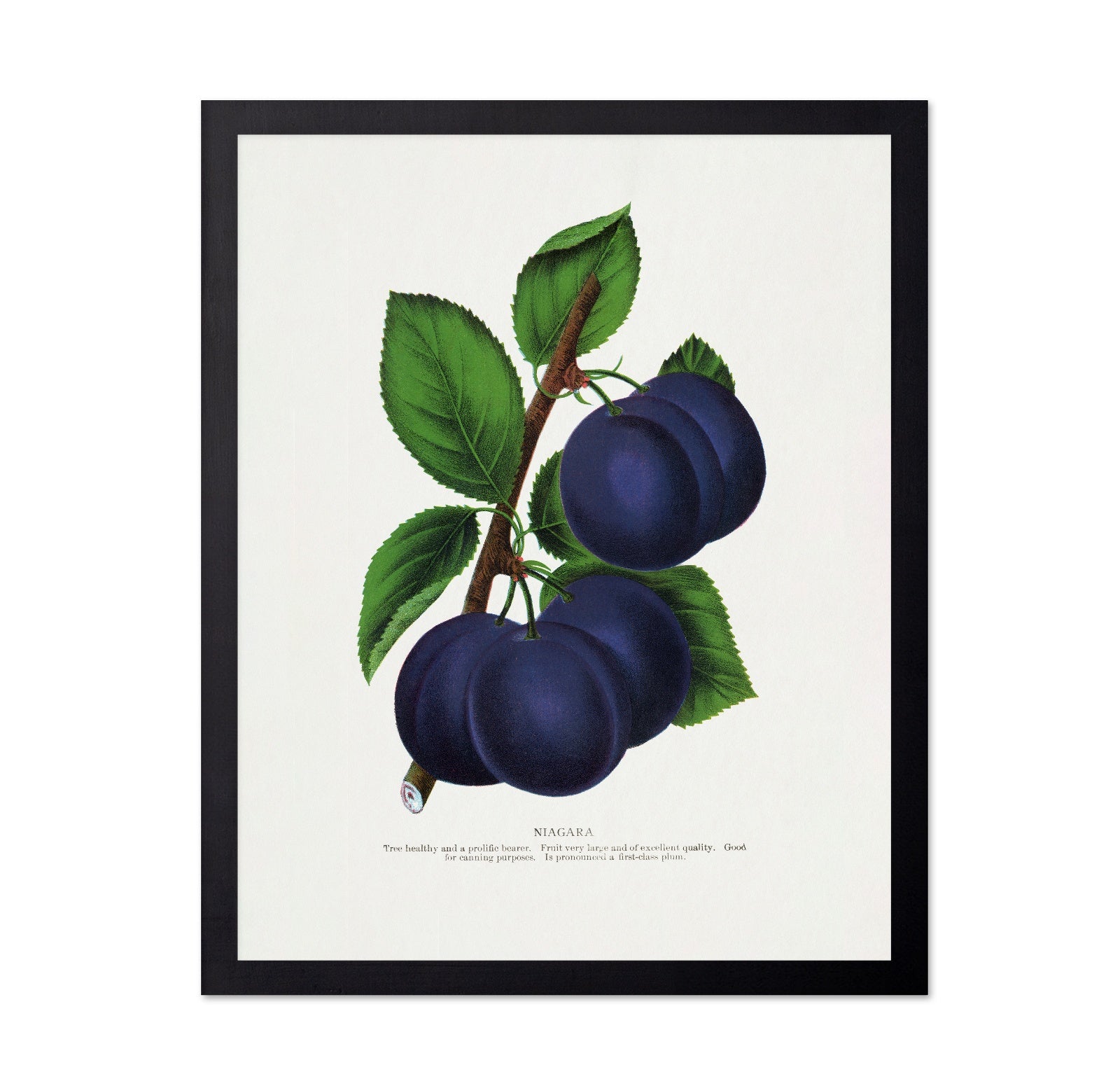 Vintage Plum Illustration