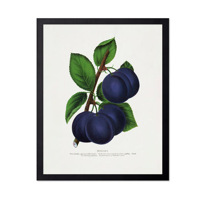 Vintage Plum Illustration