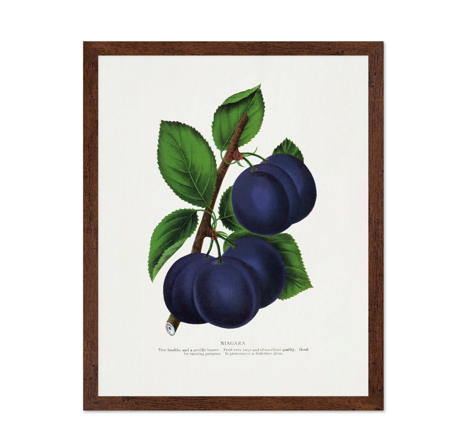 Vintage Plum Illustration
