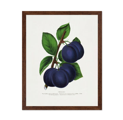 Vintage Plum Illustration