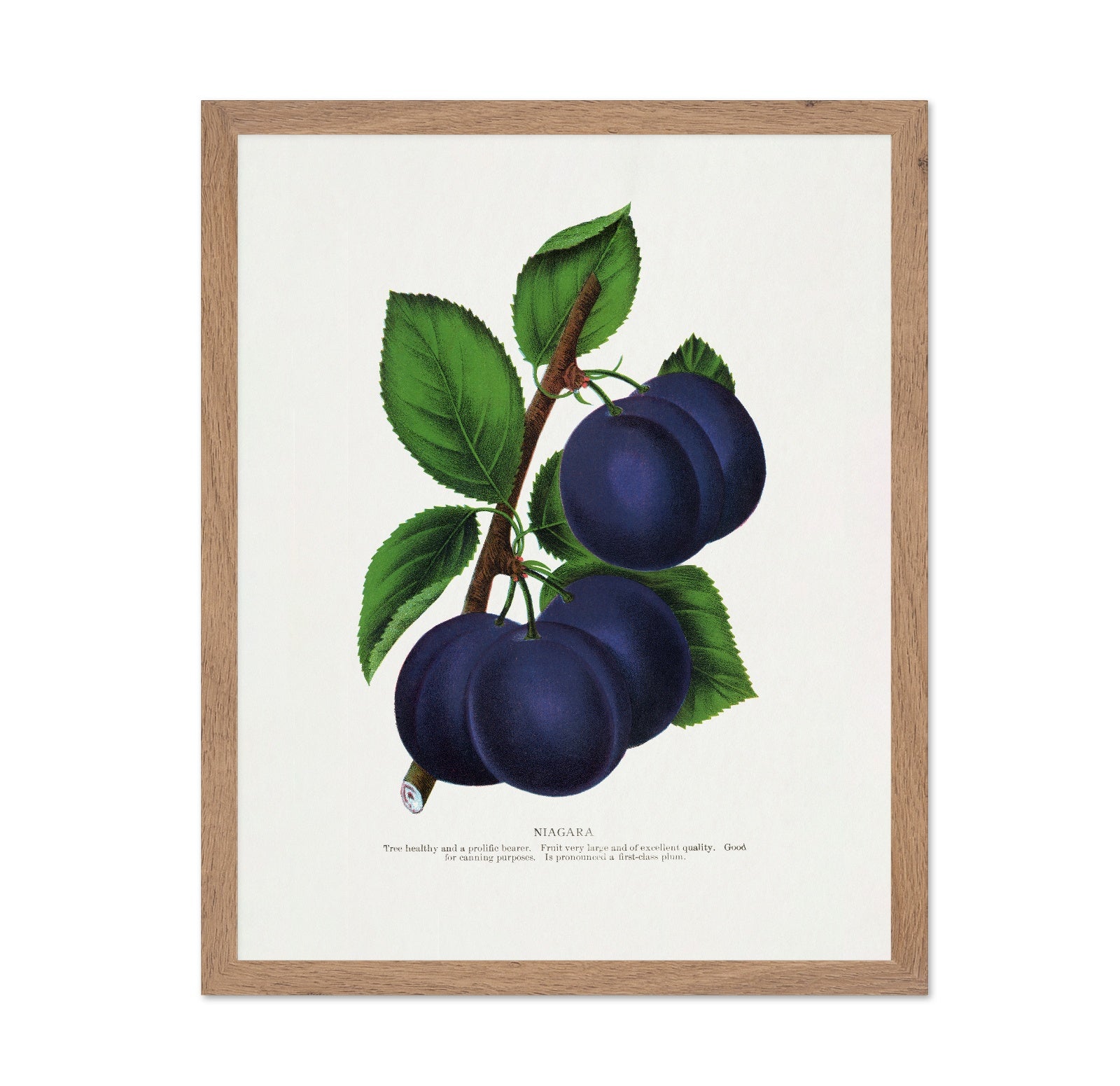 Vintage Plum Illustration