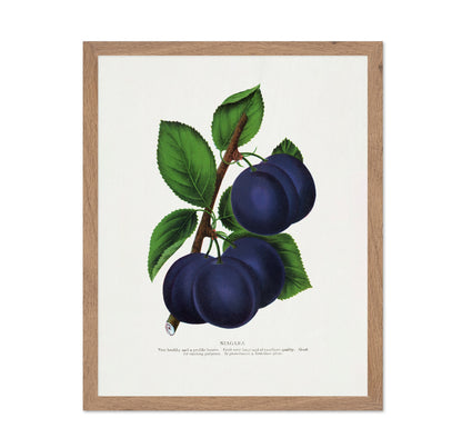 Vintage Plum Illustration