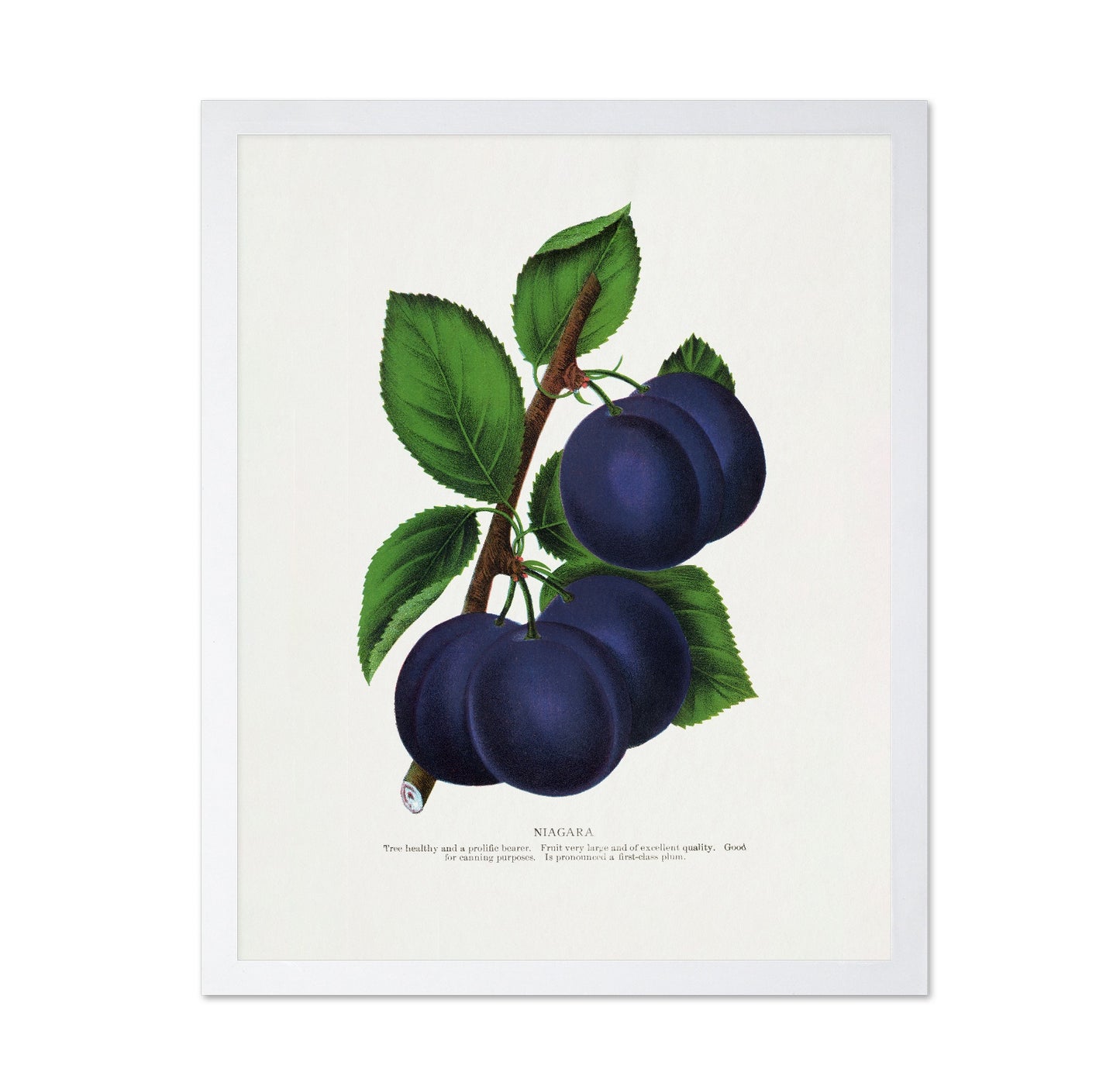 Vintage Plum Illustration