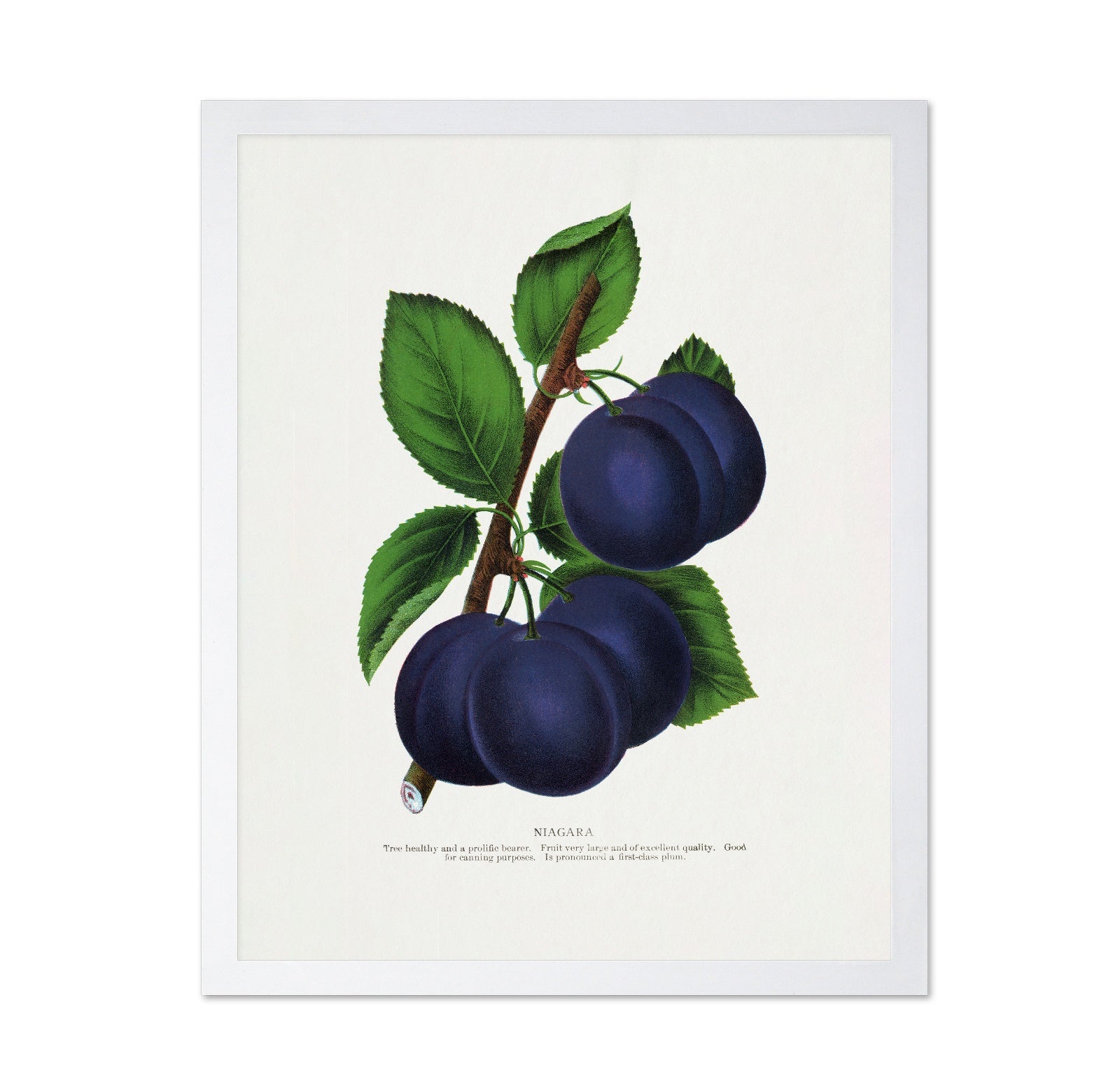 Vintage Plum Illustration
