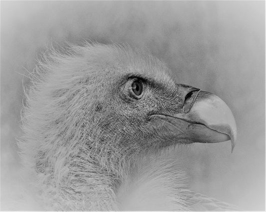 Eagle Close Portrait