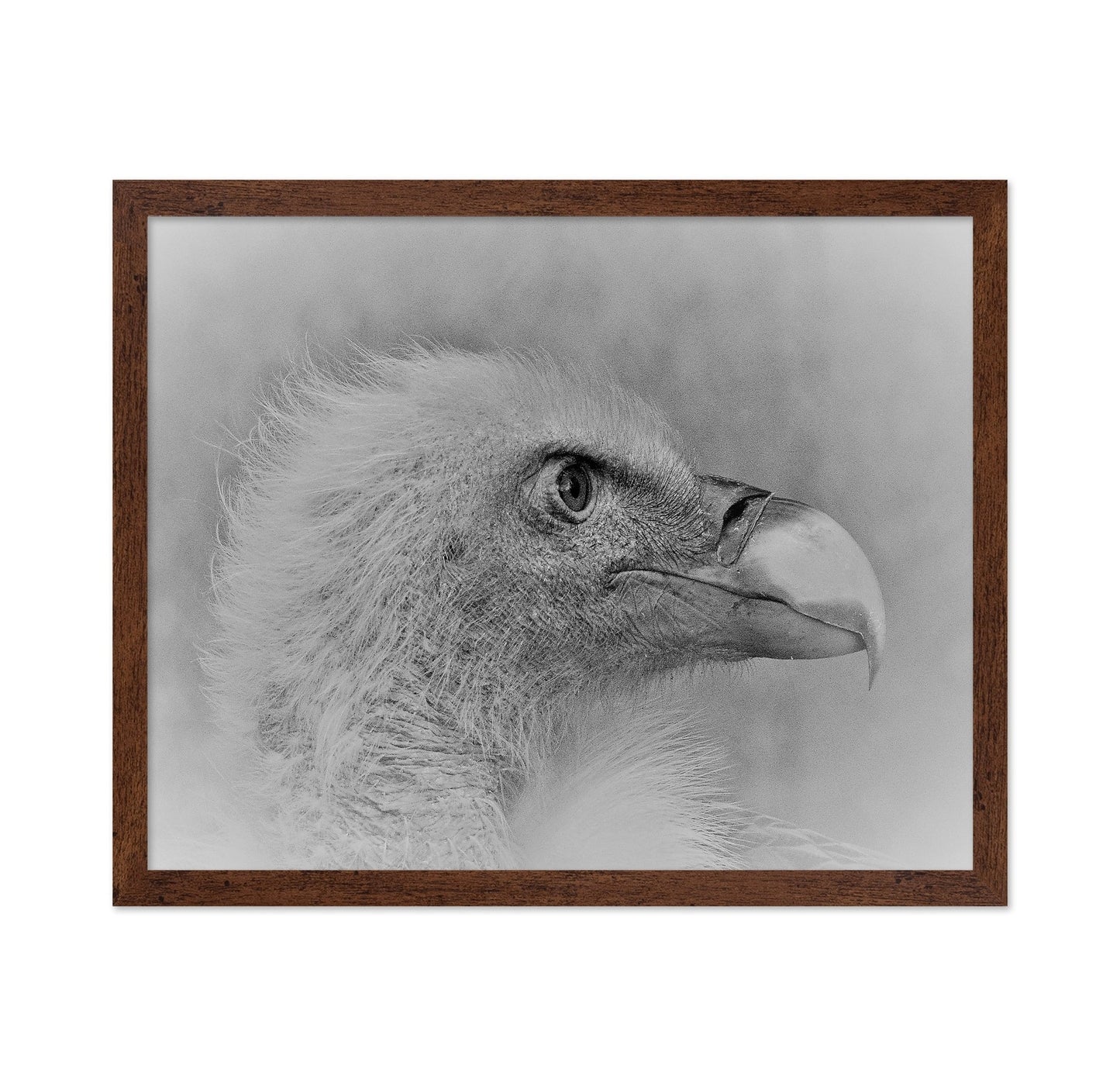 Eagle Close Portrait