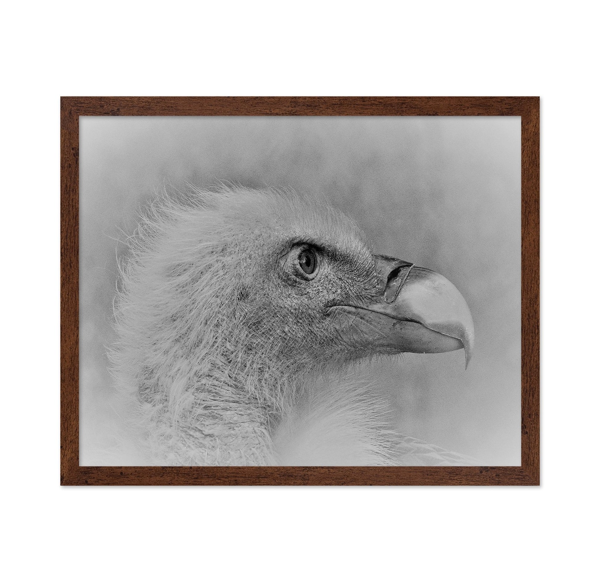 Eagle Close Portrait