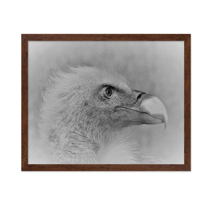 Eagle Close Portrait