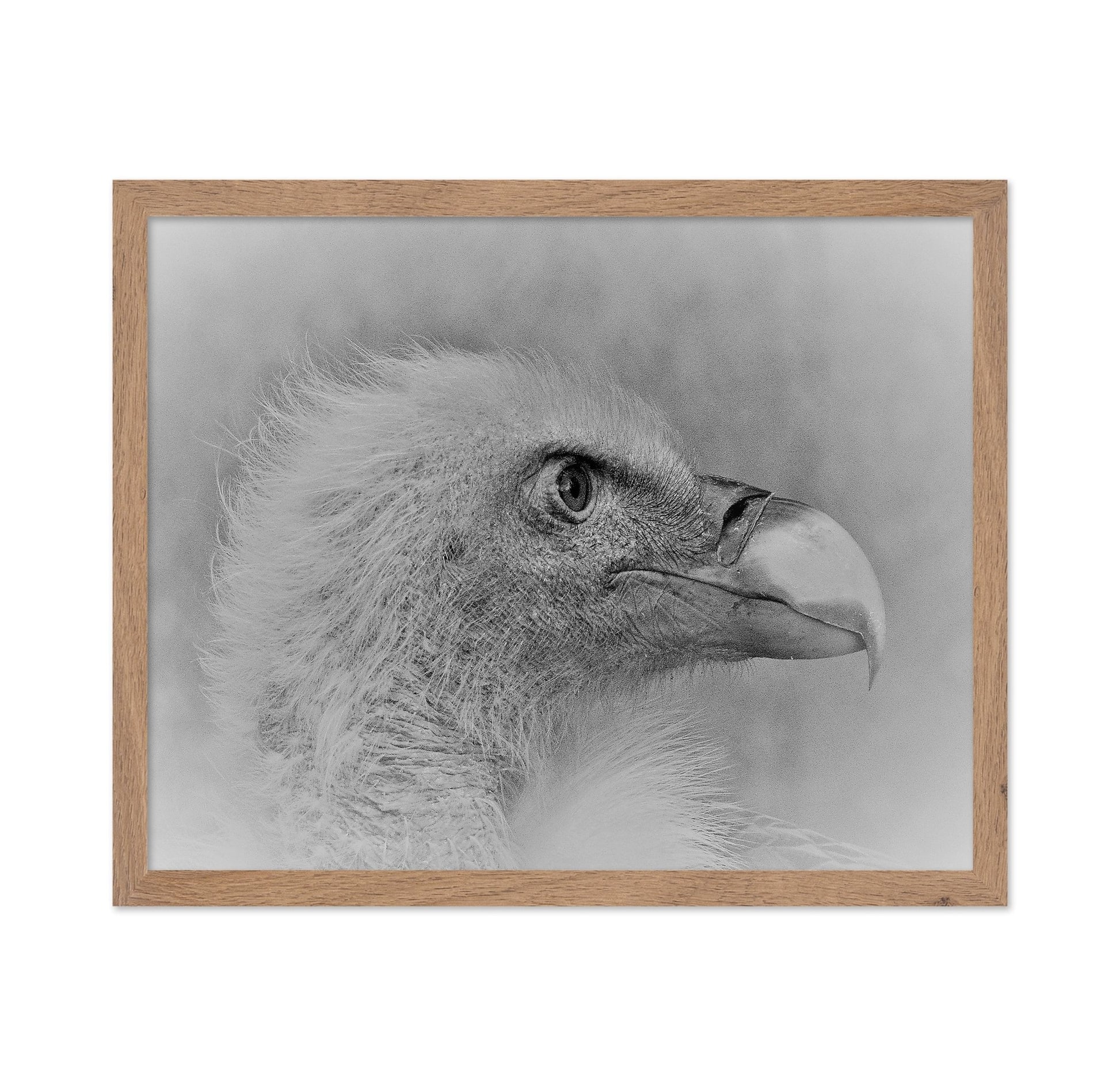 Eagle Close Portrait