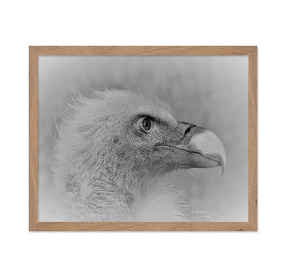 Eagle Close Portrait