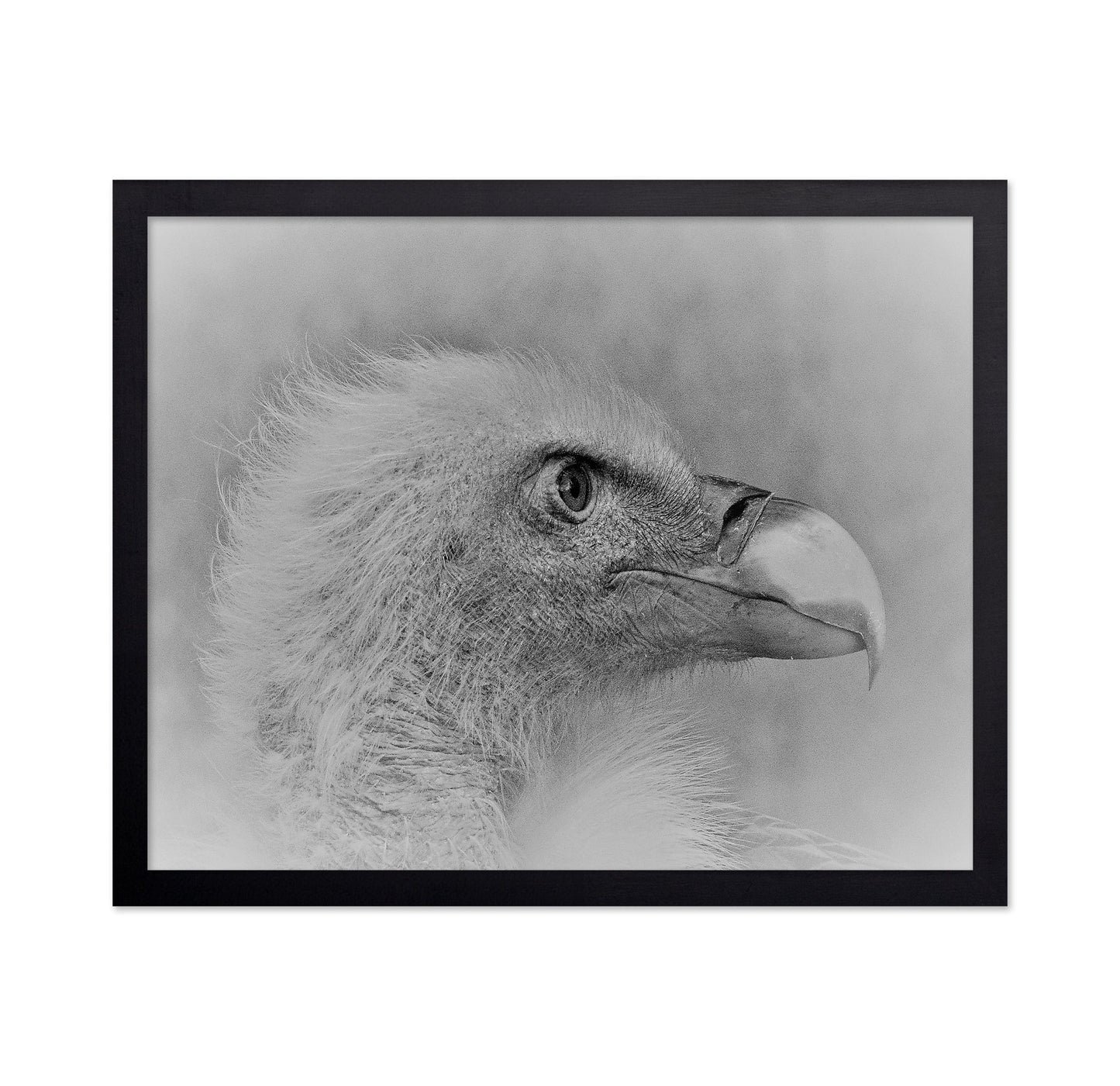 Eagle Close Portrait