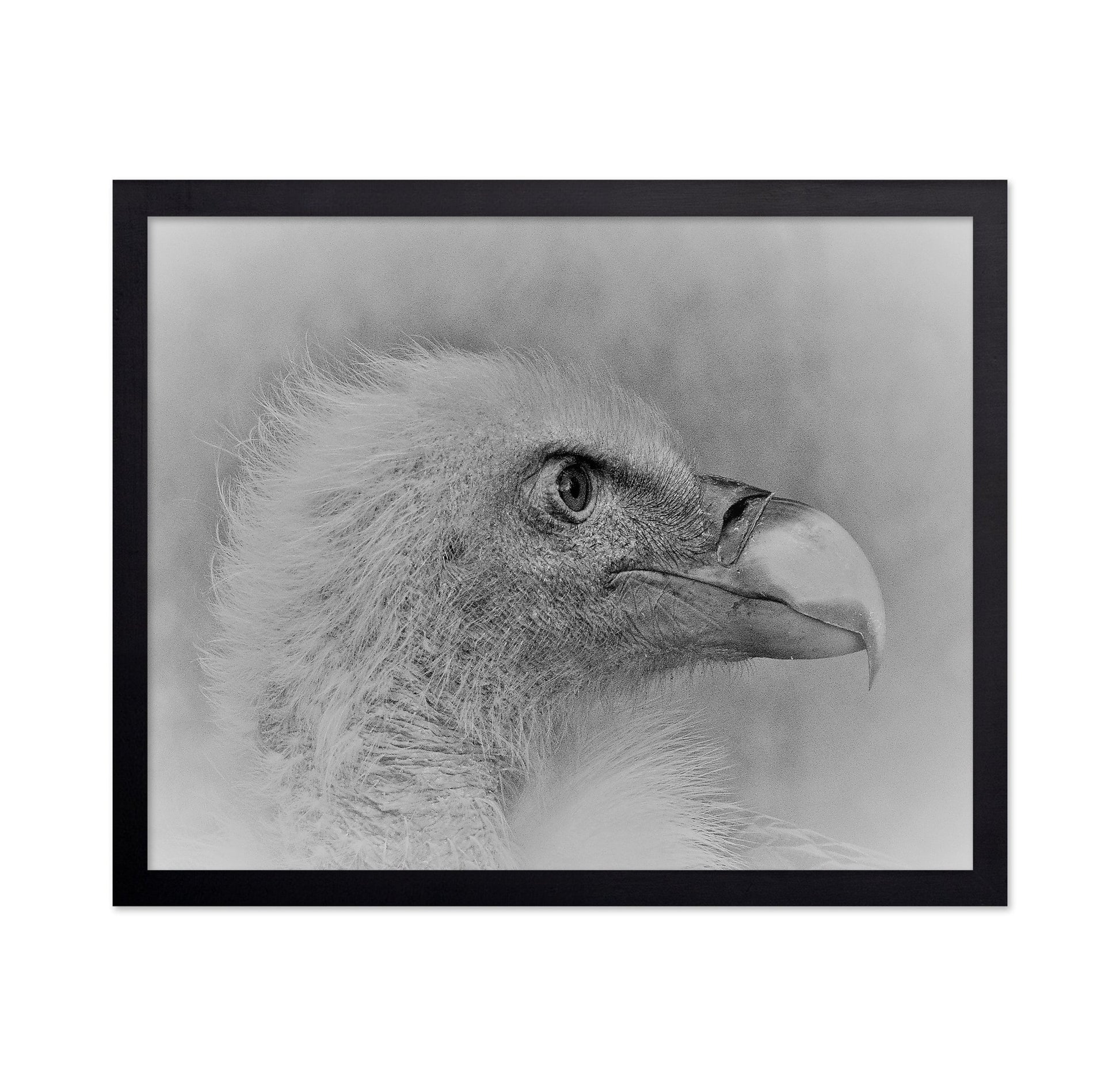 Eagle Close Portrait