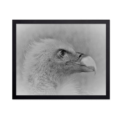 Eagle Close Portrait