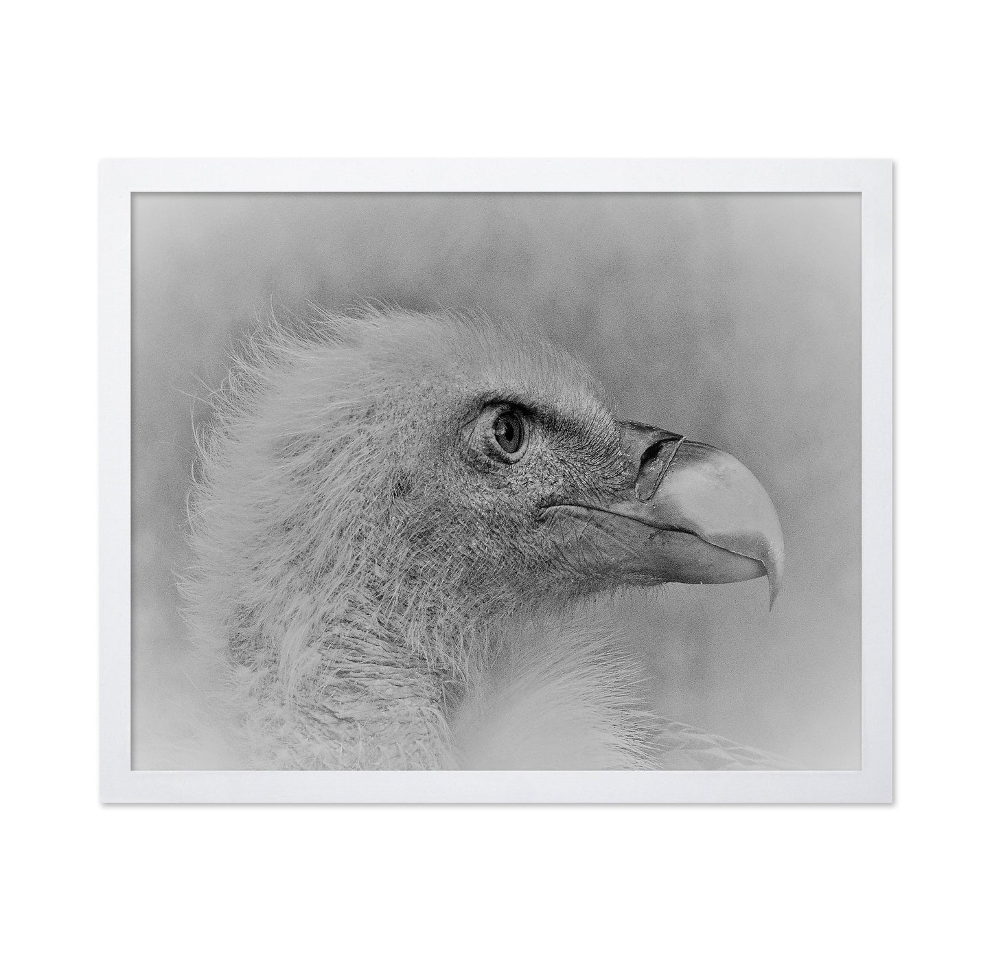Eagle Close Portrait