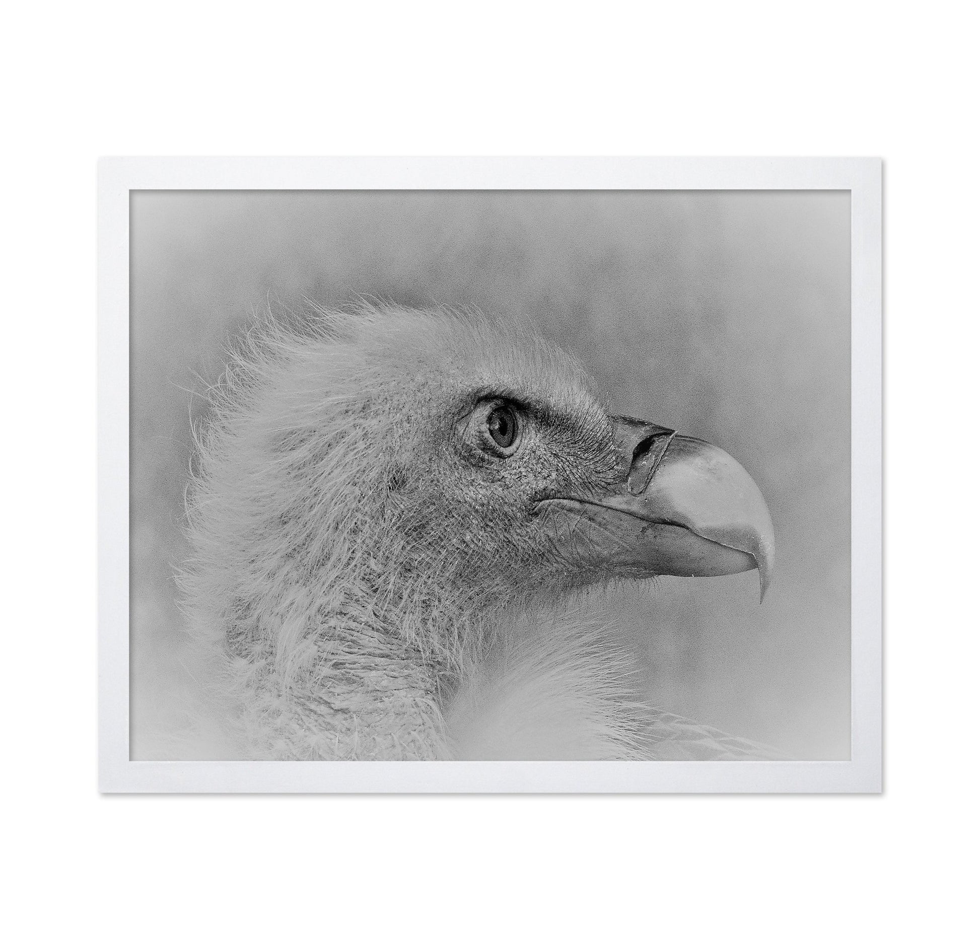 Eagle Close Portrait