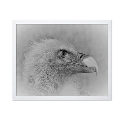 Eagle Close Portrait