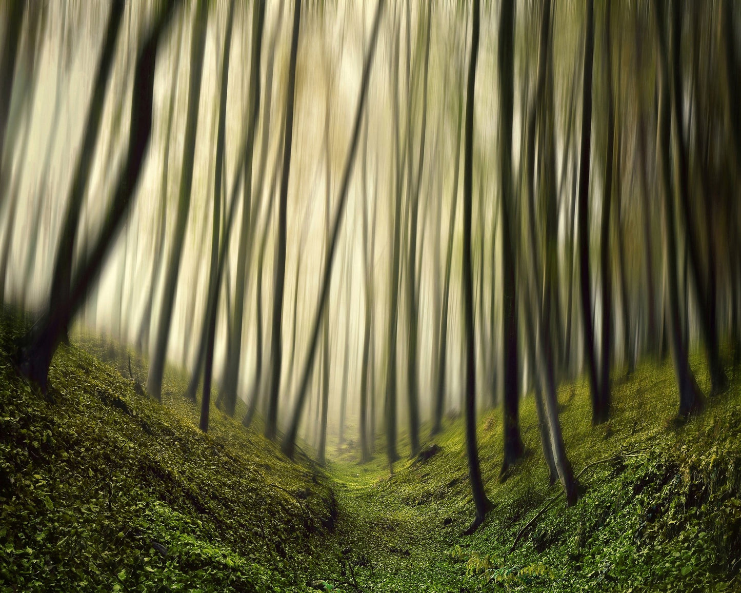 Blurred Forest Path