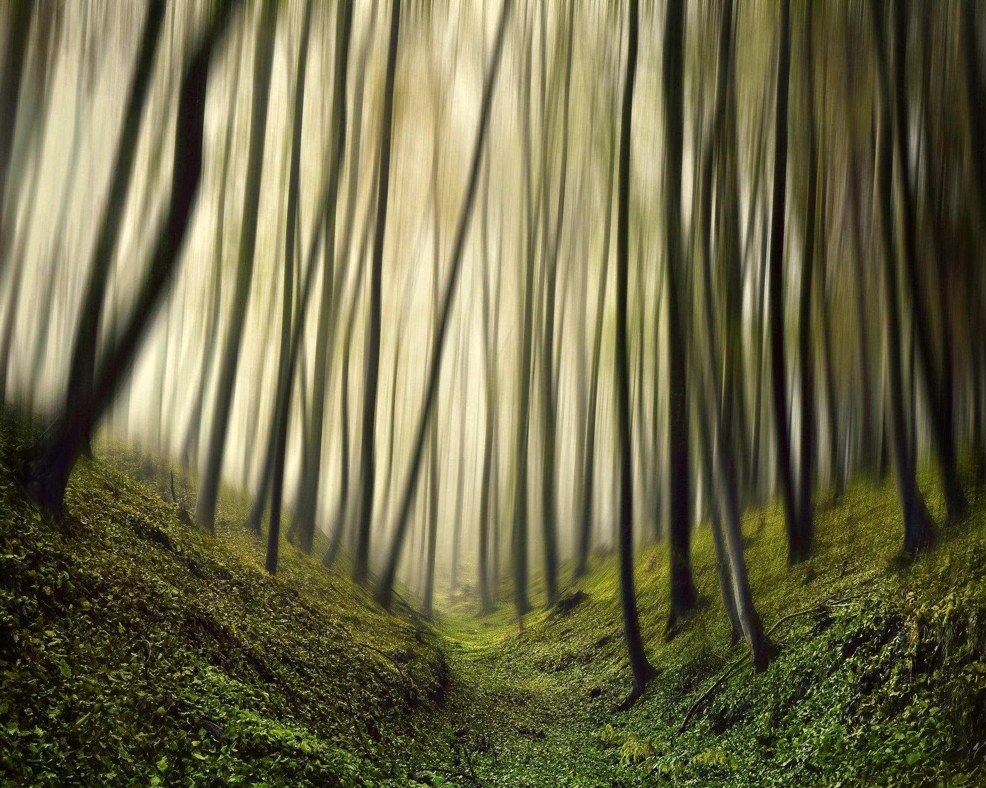 Blurred Forest Path