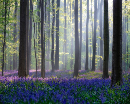 Bluebell Forest Light