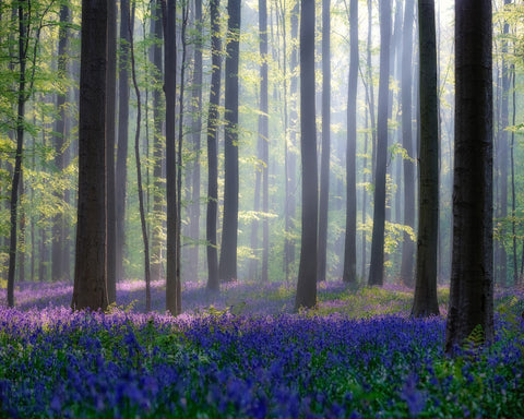 Bluebell Forest Light