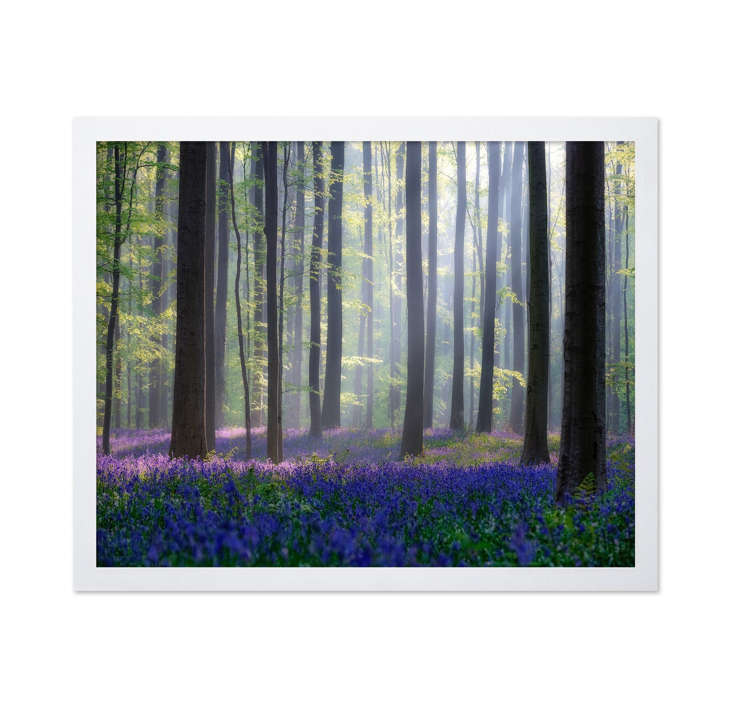 Bluebell Forest Light
