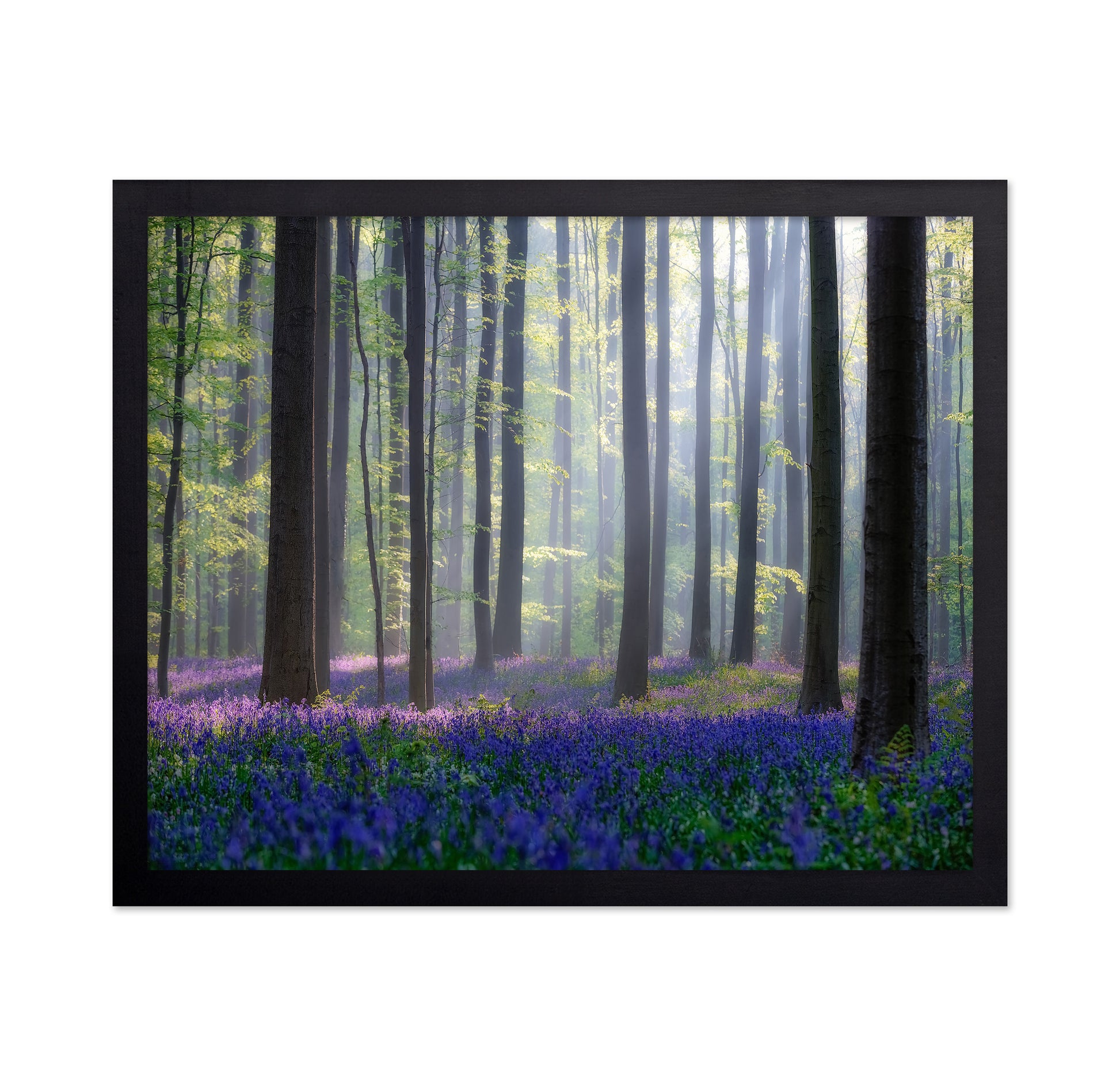 Bluebell Forest Light