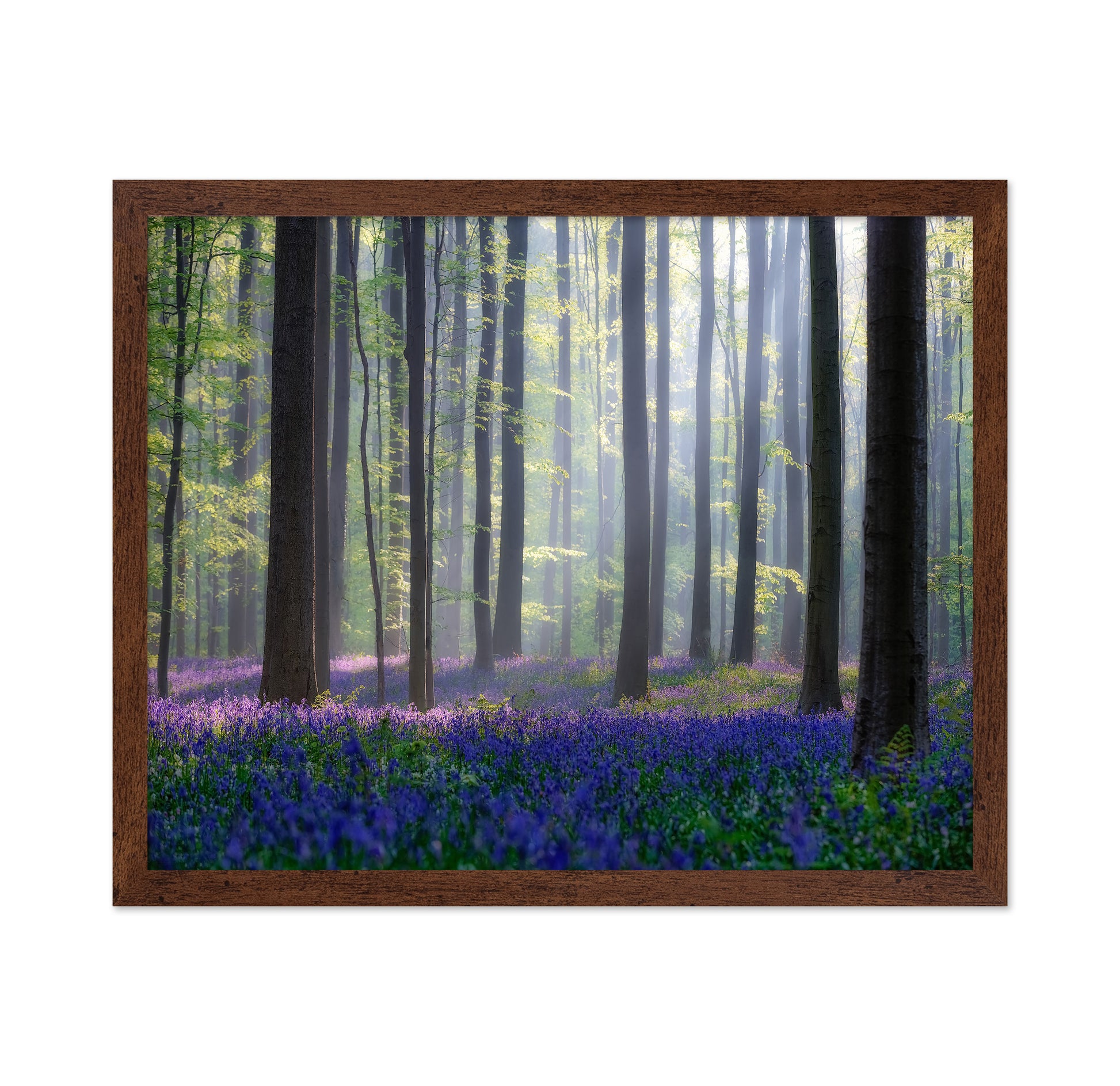 Bluebell Forest Light