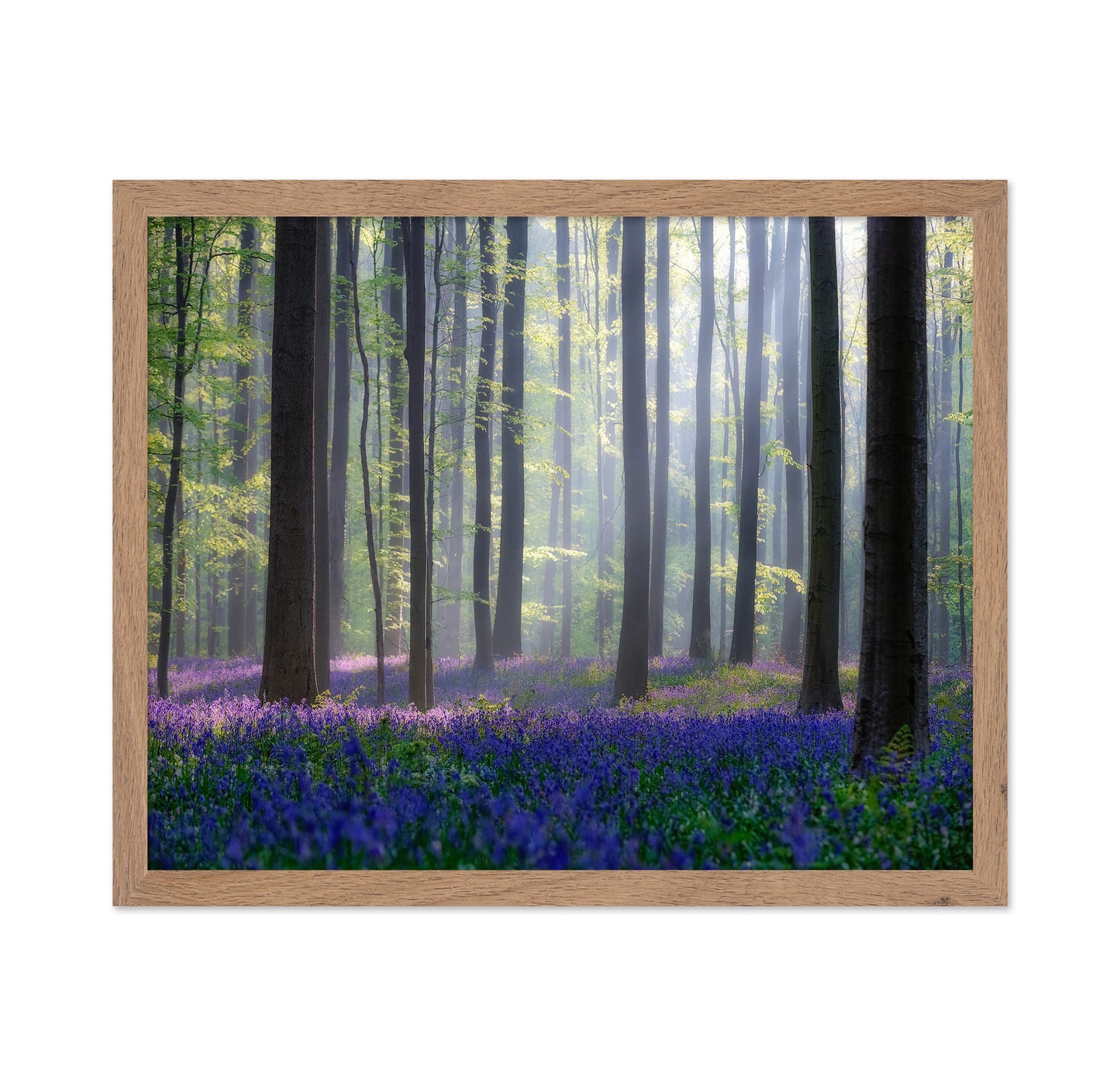 Bluebell Forest Light