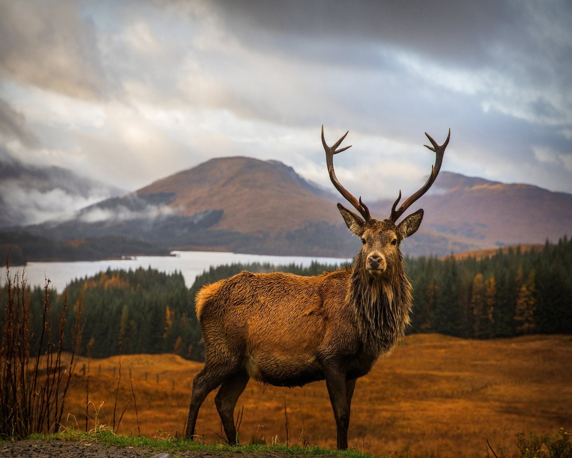 Majestic Red Deer