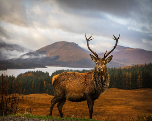 Majestic Red Deer