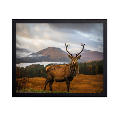 Majestic Red Deer