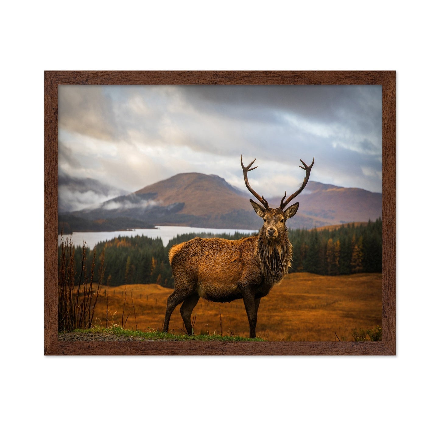 Majestic Red Deer